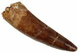 Fossil Spinosaurus Tooth - Real Dinosaur Tooth #354792-1